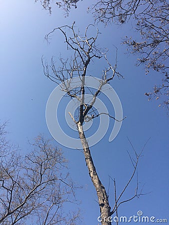 Leafless tree branches, cloudy weather Stock Photo