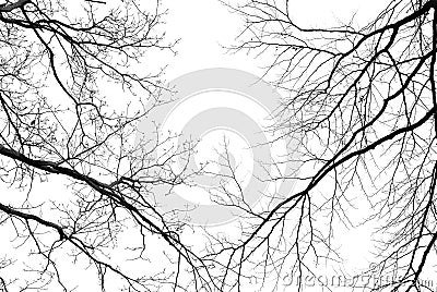 Leafless tree branches on a pale white background Stock Photo