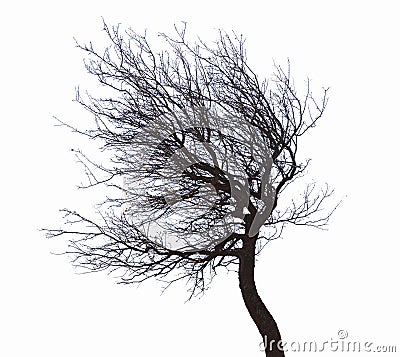 Leafless tree isolated Stock Photo