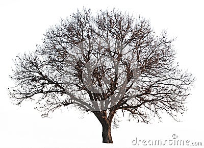 Leafless tree isolated Stock Photo