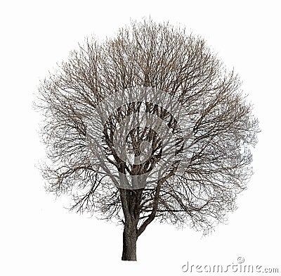 Leafless tree isolated Stock Photo