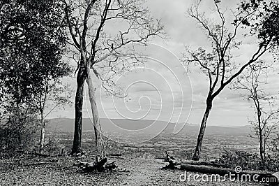 Leafless tree and mountain view at Sam Haek at Phu Kradueng, Loei - Thailand. Black and white Stock Photo