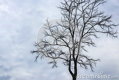 Leafless tree in winter season Stock Photo