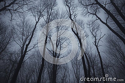 Leafless trees in dark haunted woods Stock Photo