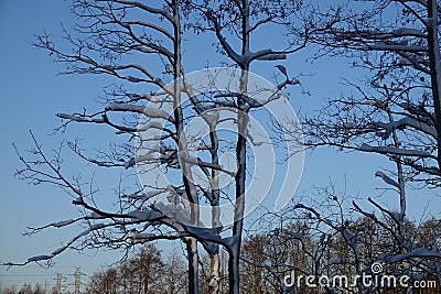 Leafless trees received ransoms on their branches Stock Photo