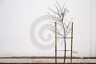 Leafless young lime tree Stock Photo