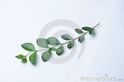 Leafs of henna tree, Lawsonia inermis, Satara, Maharashtra, India. Stock Photo