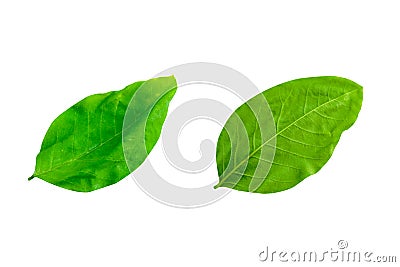 Leafs isolated on white background Stock Photo