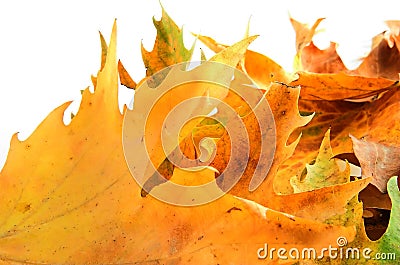 Leafs like fire Stock Photo