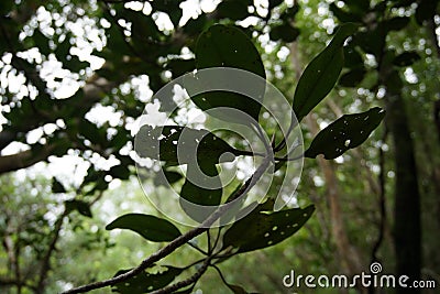 Leafs in mangrove forest Stock Photo