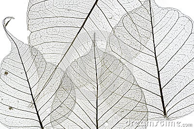 A leafs texture Stock Photo