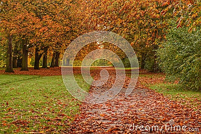 Leafy autumn pathway Stock Photo