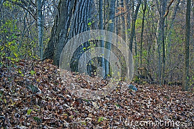 Leafy carpet in the forest Stock Photo