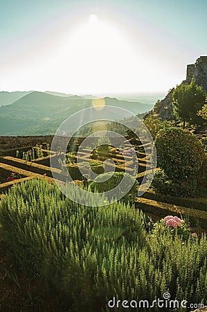 Leafy edge and bushes in a flowered garden on sundown Stock Photo