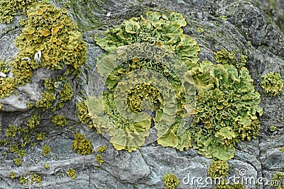 Leafy Foliose Lichens Growing on Ancient Stone Stock Photo