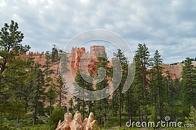 Leafy Forests Of Pines And Firs In Bryce Canyon Formations Of Hodes. Geology. Stock Photo