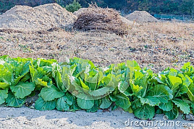 Leafy lettuce growing beside road Stock Photo