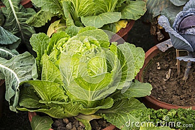 Leafy lettuce Stock Photo