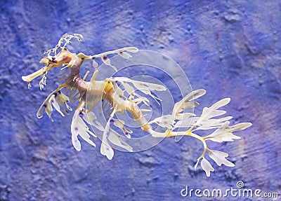 Leafy Sea Dragon Stock Photo