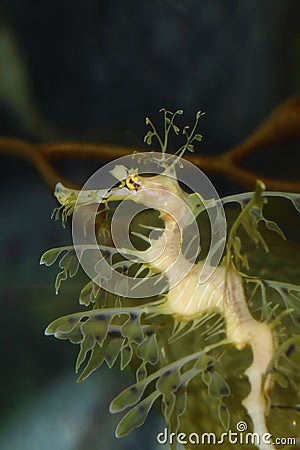 Leafy seadragon Stock Photo