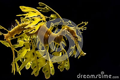 The leafy seadragon, Phycodurus eques Stock Photo