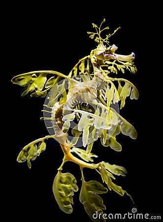 The leafy seadragon, Phycodurus eques Stock Photo