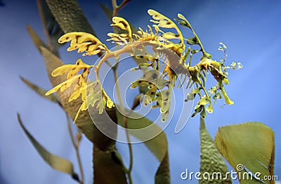 Leafy Seadragon (Seahorse) Stock Photo