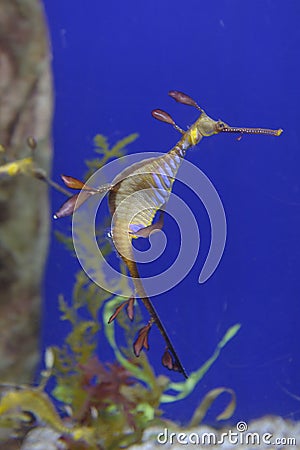 Leafy Seadragon underwater Stock Photo