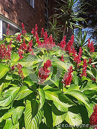 A leafy tiding for Any front garden Stock Photo