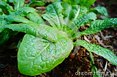 Leafy vegetables Stock Photo