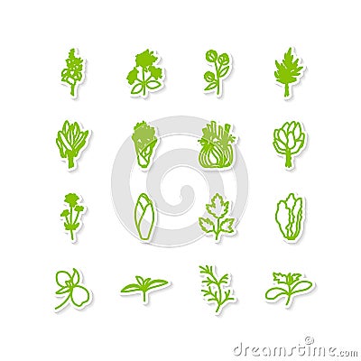 Leafy vegetables Vector Illustration