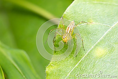 Lean lynx spider Oxyopes macilentus Stock Photo