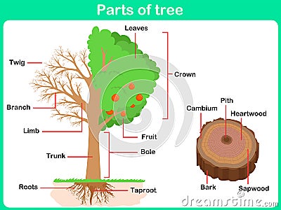 Leaning Parts of tree for kids Vector Illustration