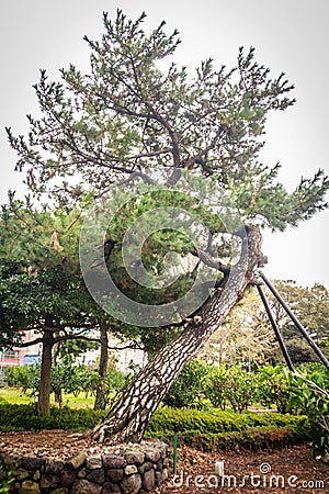 Leaning pine tree in Jeju Mokgwana, the oldest remaining building in Jeju for former central government office where the Joseon P Stock Photo