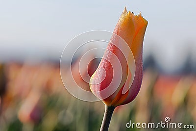 Leaning Tulip Parfait Stock Photo