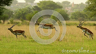 Leaping blackbucks Stock Photo