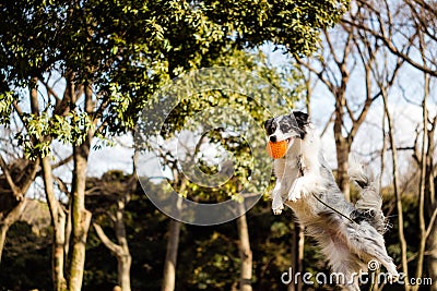 A Leaping Border Collie Stock Photo