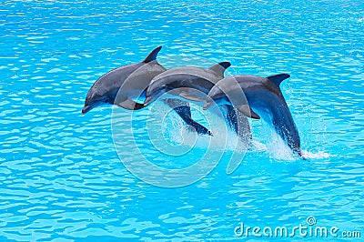 Leaping Bottlenose Dolphins, Tursiops truncatus Stock Photo