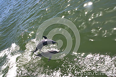 Leaping Dolphin Stock Photo