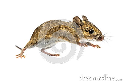 Leaping mouse isolated on white background Stock Photo