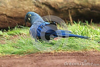 Lear macaw Stock Photo