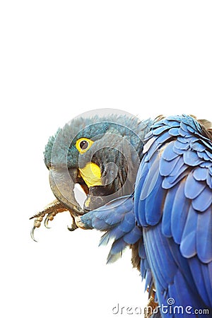 Lear`s macaw Anodorhynchus leari, also known as the indigo macaw, portrait with white background. Isolated blue macaw postrait Stock Photo