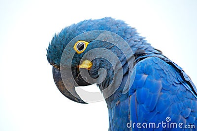 Lear`s Macaw, Anodorhynchus leari, Indigo blue macaw, detail portrait in nature. Rare endemic big blue bird with orange black eye Stock Photo