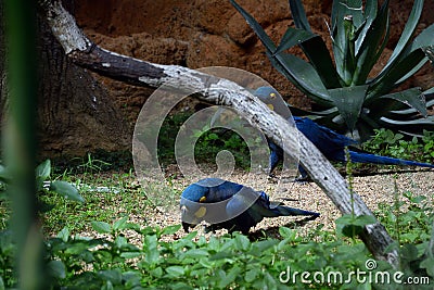 Lear`s macaw Stock Photo
