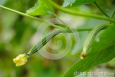 Learn the basics of planting a garden, from planning out and designing the garden space to choosing the best vegetables Stock Photo