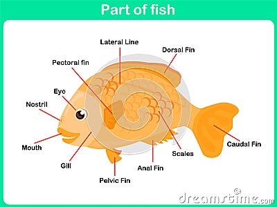 Learning Parts of fish for kids - Worksheet Vector Illustration