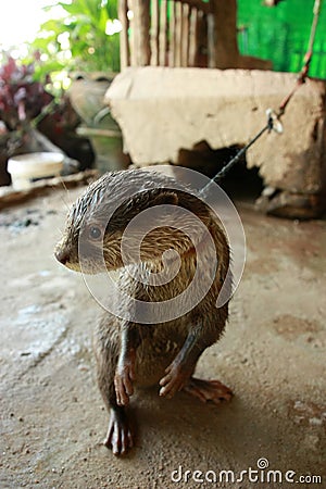 The leashed sea otter Stock Photo