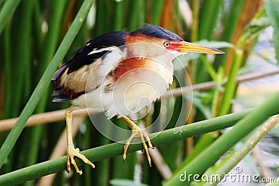 Least Bittern Stock Photo