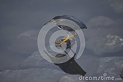 Least Bittern Ixobrychus exilis or Green Heron Butorides Virescens ped on rocks ready to strike, fishing for small fish in mar Stock Photo