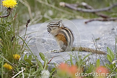 Least Chipmunk - Jasper National Park Stock Photo